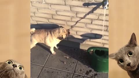 dogs is trying to drink the water´s shadow