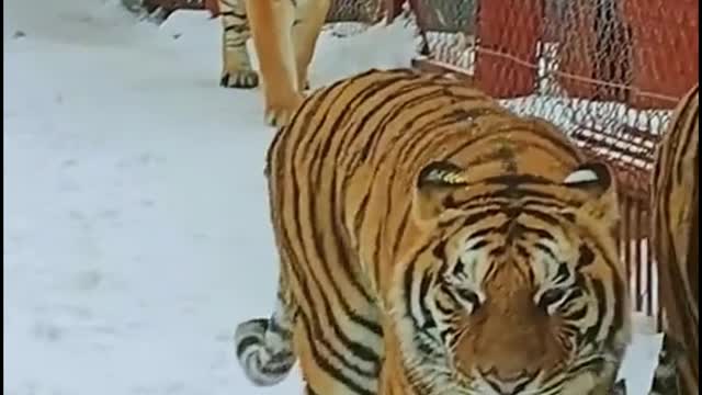 Did you notice that the two tigers were walking at the same pace?