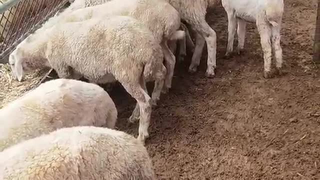 sheep