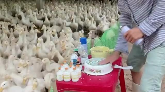 A Chinese DJ for A Duck Party!