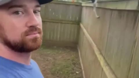 CUTE DOGS Smart dog