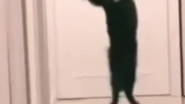 funny videos