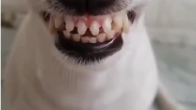 Crazy Funny Dog Laugh try not to laugh