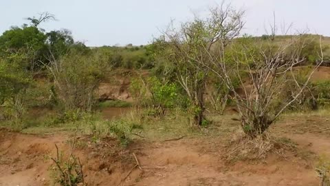 Lion ambush at wildebeest crossing