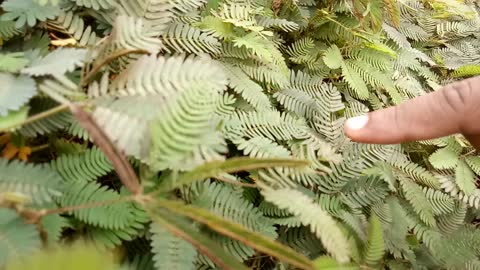 Lajamani plant fears if you touch it with hand practical