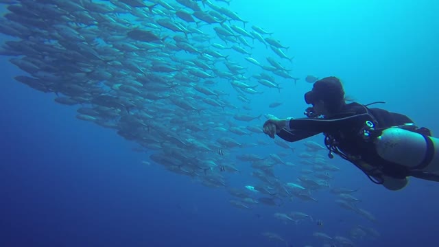 Divers took images with fish.