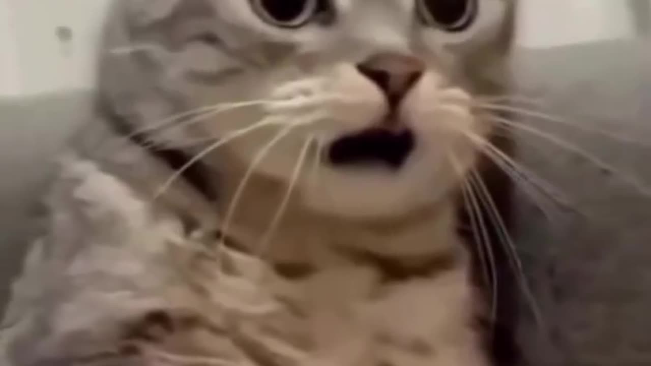 Funny cat compilation viral