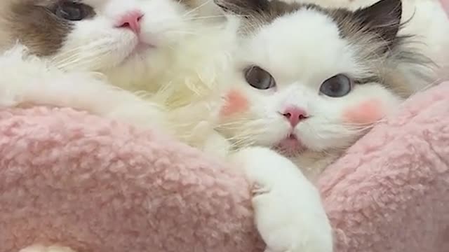 Omg ❤ cute cat and dog together