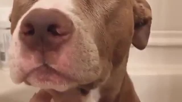 Music of dogs