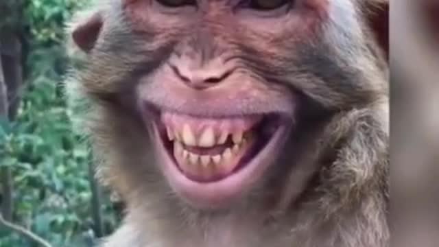Monkey funny video Very Nice Smiling Video #shorts #monkey #monkeymonshorts #monkeysmilingfacevideo