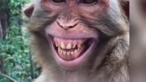 Monkey funny video Very Nice Smiling Video #shorts #monkey #monkeymonshorts #monkeysmilingfacevideo