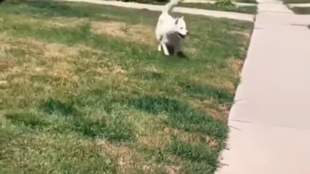 HAPPY HUSKY DOGGO 🥰🥰🥰 #Shorts #Dog