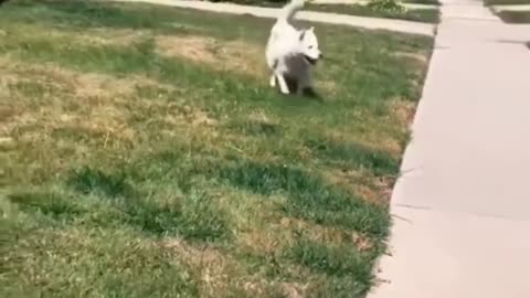 HAPPY HUSKY DOGGO 🥰🥰🥰 #Shorts #Dog