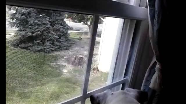 Determined Dog Demands Bunny's Attention