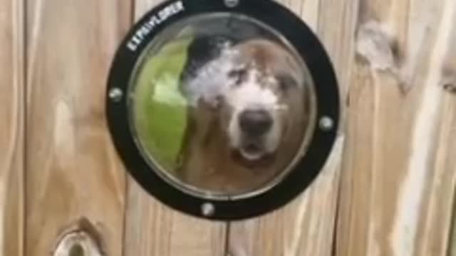 Guy puts window in fence for pup to see through