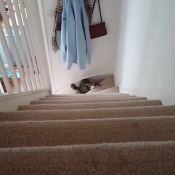 Gatito muestra increíble habilidad para atrapar cosas