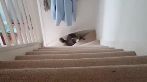 Gatito muestra increíble habilidad para atrapar cosas