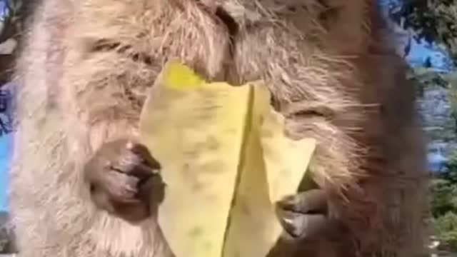 Funny animals vdieo just smile and relax