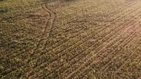 Aerial view of agriculture field