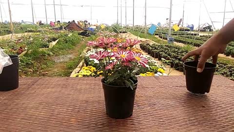 Growing techniques of Chrysanthemums