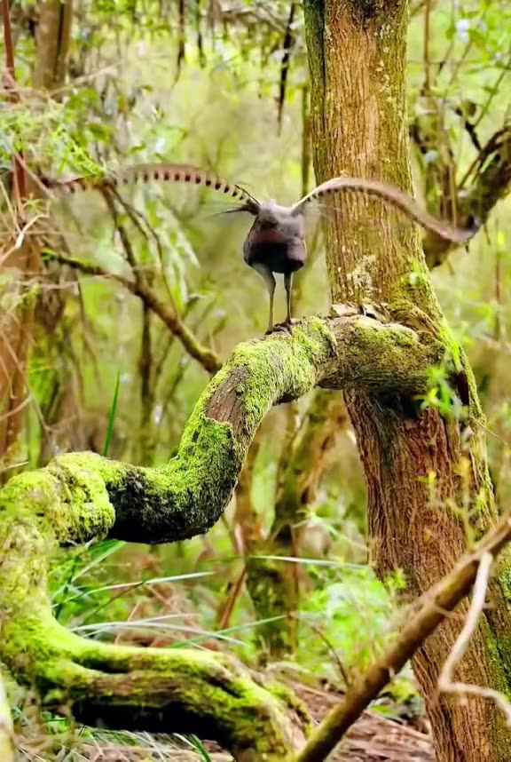 What a beautiful bird