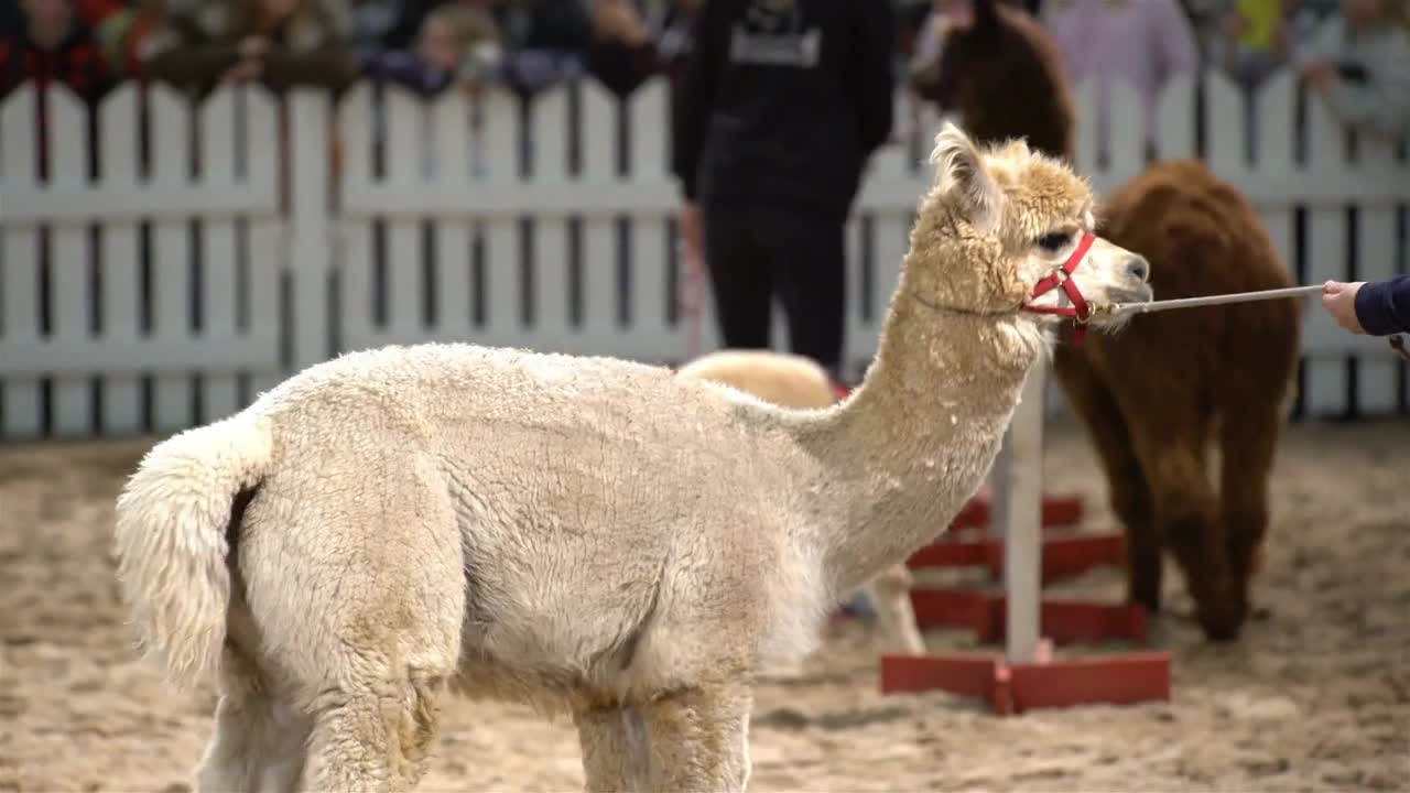 Alpaca-baby on the animals show