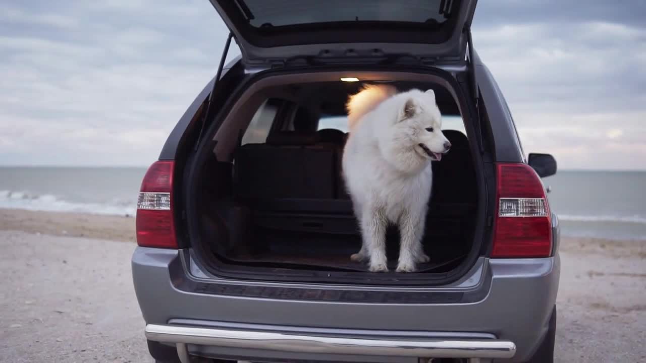 Two cute samoyed dogs are jumping from the car trunk