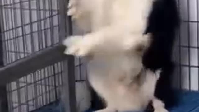 Amazing cute dogs !! funny dogs ...cant stop laugh