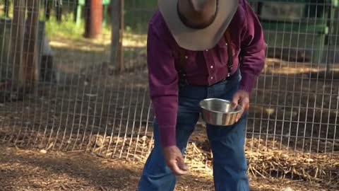 man-feeding-turkey