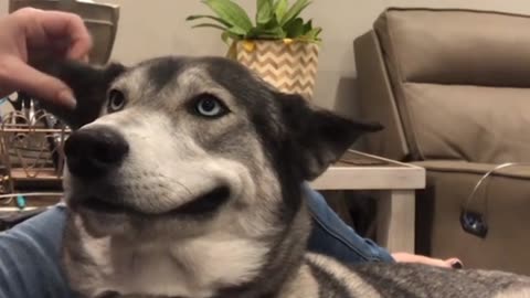 This Dog Absoulutely Loves Ear Scratches🐶