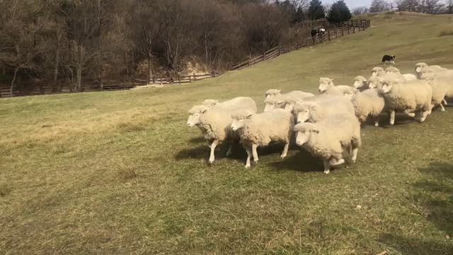 A flock of sheep playing on the ranch