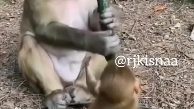 Try not to Laugh | Funny monkey video