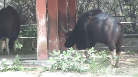 "Gaur" amazing animal