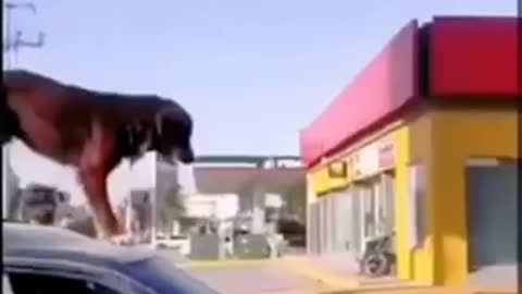 Señora trae un perro arriba del auto