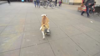 Bulldog Obsessed With His Skateboard Hats When His Parents Try To Take It Away From Him