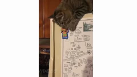 hungry cat🤣🤣|must watch very funny