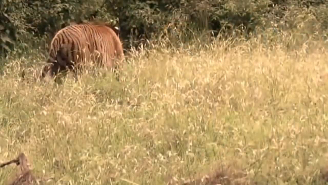 A collection of tiger hunting.