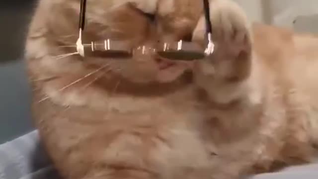 funny cat