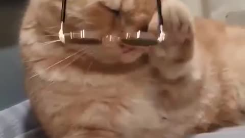 funny cat