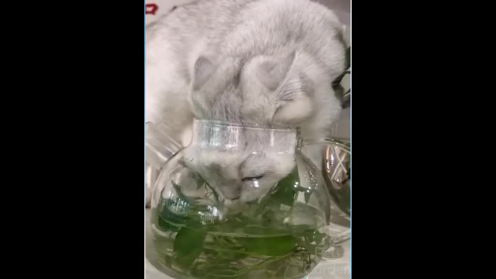 funny cat videos 2021 funniest cat🐱 cat fun