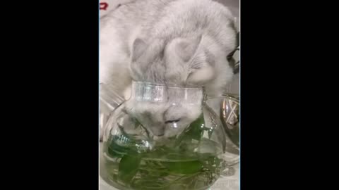 funny cat videos 2021 funniest cat🐱 cat fun