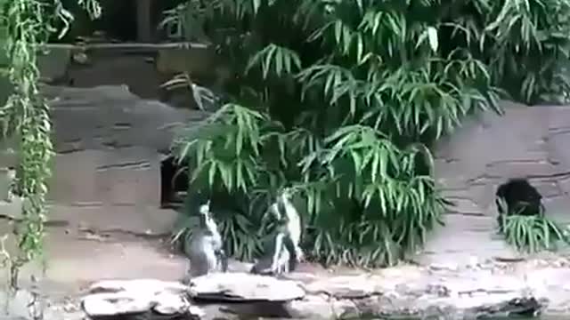 Penguins chasing a butterfly😂