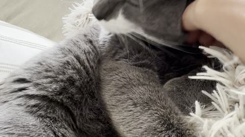 Cutest cat cuddling and enjoying
