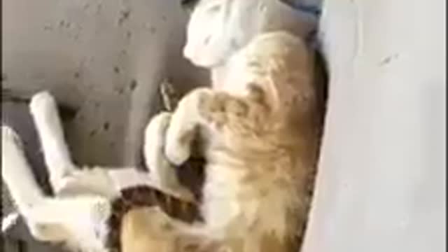 See the funny reaction of the cat when realizing that he is playing with danger