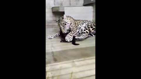 leo