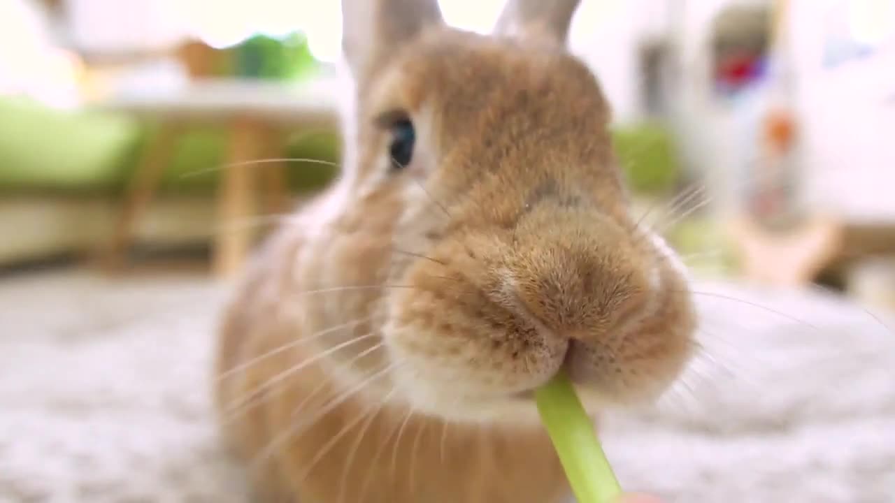 超萌的兔子吃播！