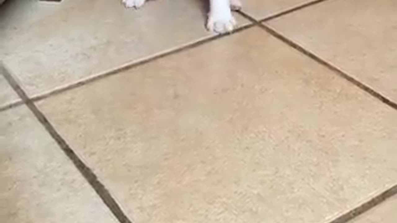 Dog video