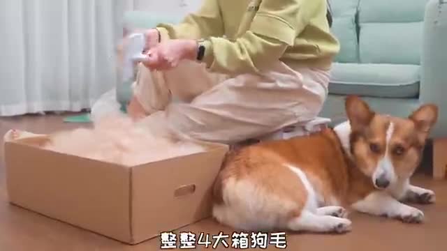 Dog hair becomes my weapon, I use dog hair to get revenge on dog
