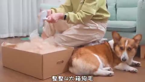 Dog hair becomes my weapon, I use dog hair to get revenge on dog