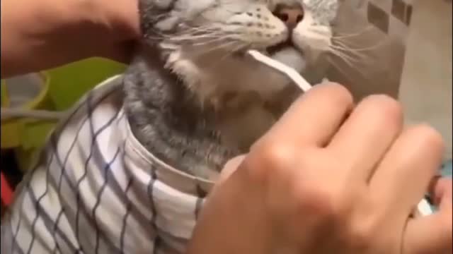 Funy cat brush try not yo lough intelligent cat video 2022